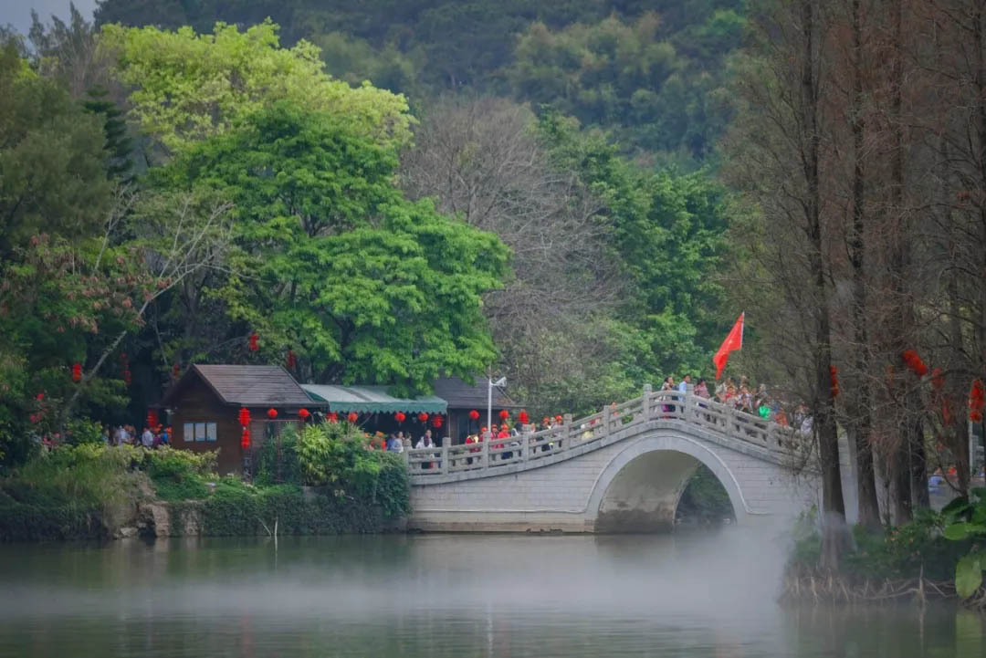 正值春日，来星湖这一片宫粉紫荆花海里徒步吧！