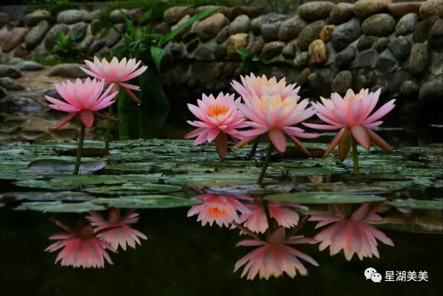 三月已过，赏花不要停，这个初夏，你想不到那么美！